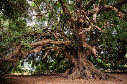 olive-tree-3579922_1280